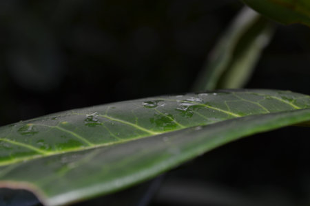 a tiny leaf