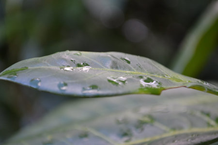 Rain, rain, rain