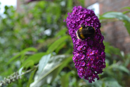 Bumble-bee