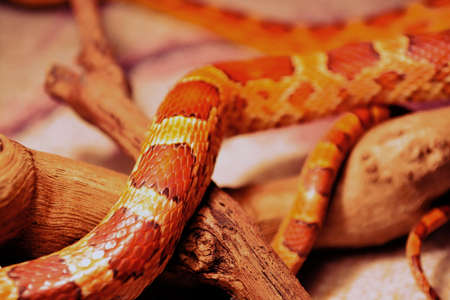 quipeの写真素材