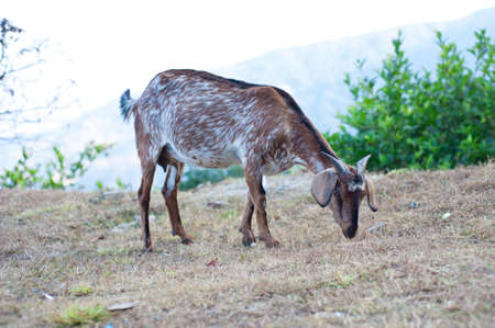 Goat on grassの写真素材