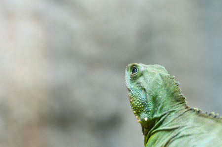 Close up Chinease water dragon with eye look upの写真素材