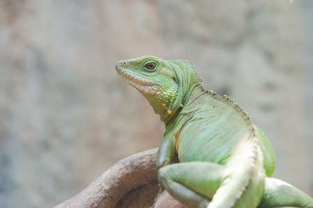Chinease water dragon look back on the branchの写真素材