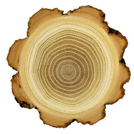 Growth rings of acacia tree - cross sectionの写真素材