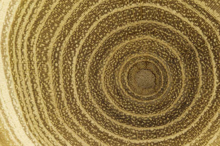 Growth rings of acacia tree - cross sectionの写真素材