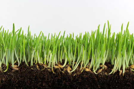 Young green barley with seeds and rootsの写真素材
