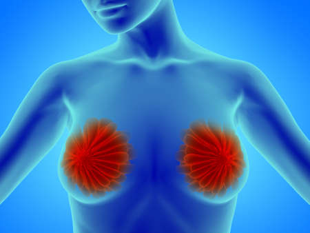 Female breast anatomyの写真素材