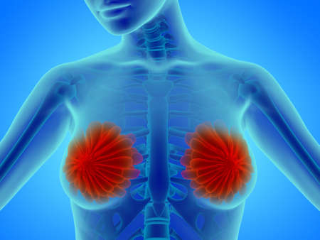 Woman breast with mammary gland - anatomy illustrationの写真素材