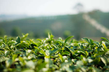 Greentea leafの写真素材
