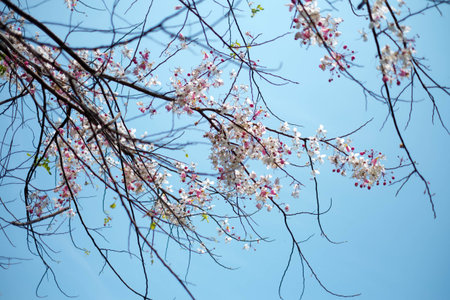 Autumn Flower