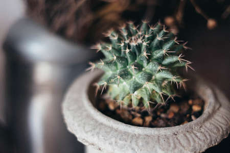 Catus in coffee shopの写真素材