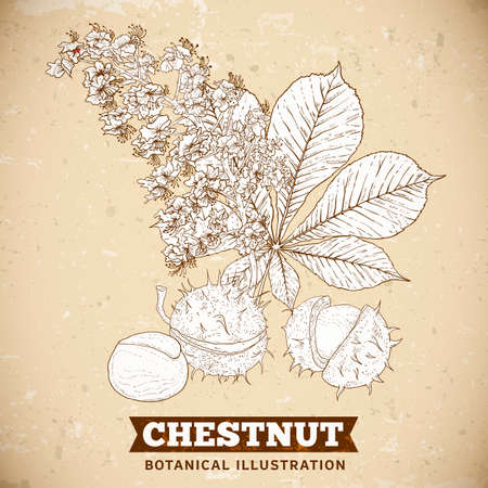 Blossom Chestnut Botanical Vector Illustrationのイラスト素材