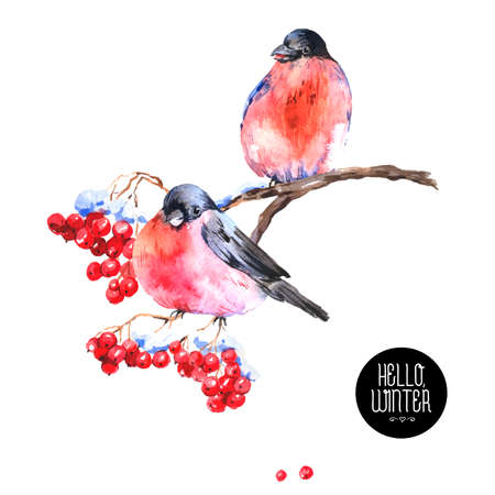 Winter Watercolor Background with Bullfinchesのイラスト素材