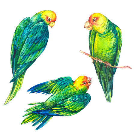 Watercolor Green Parrot on White Background. Watercolor illustration