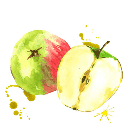 Watercolor apples, summer hand drawn fruit vector illustrationのイラスト素材