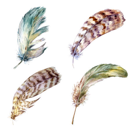 Set vintage watercolor feathers, watercolor illustration isolated on white backgroundの写真素材