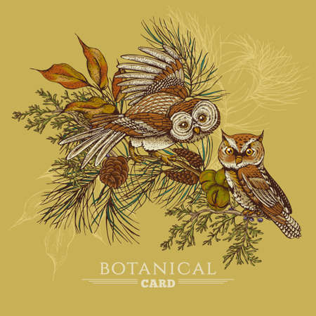Forest vintage greeting card with owls, spruce branches and fir cones, vector illustrationのイラスト素材