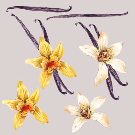 Set of watercolor flowers white and yellow orchid, orchid vanilla, botanical flower collection,  isolated illustrationの写真素材