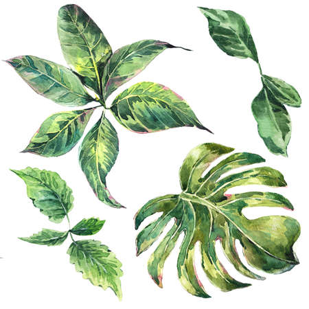 Summer set et of exotic watercolor green tropical leaves, botanical natural collection, isolated illustrationの写真素材