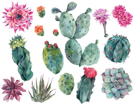 Set of watercolor cactus, succulent, flowers, twigs, isolated watercolor illustration on white Natural watercolor summer design floral elements, botanical collection in boho styleの写真素材