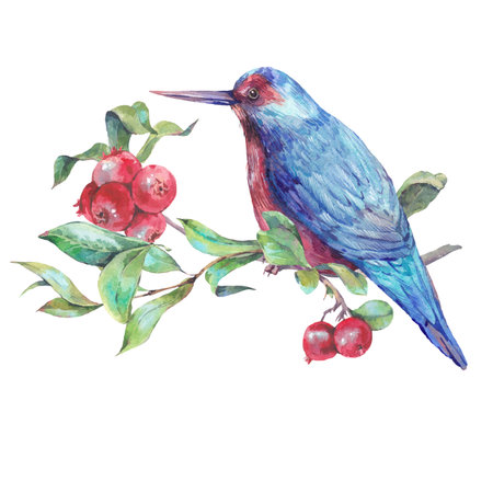 Vintage hand drawing watercolor card, blue bird on a branch with red berries. Watercolor natural illustrationの写真素材