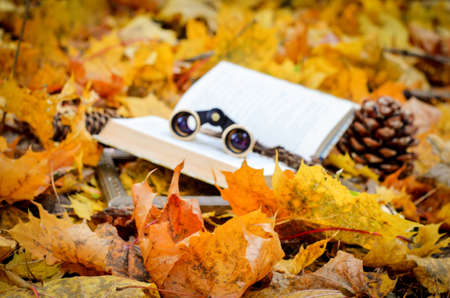 Beautiful forest autumn yellow leaves, natural fall style decorations. Background space for text. Natural leaves border background vintage mock upの写真素材