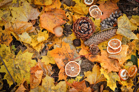 Autumn background. Forest fir cones on a background of yellow leavesの写真素材