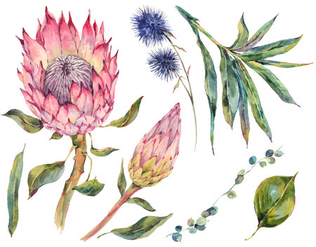 Set of floral vintage watercolor protea, thistles and wildflowers, leaves branches flowers, botanical watercolor illustration isolated on white backgroundの写真素材