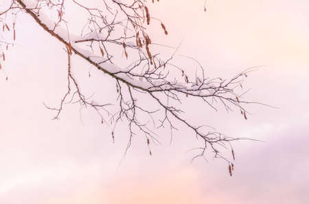 Winter snow covered tree branches on sky background. Cozy winter nature scene. Abstract blurred background. Copy space, Selective focus, tonedの写真素材