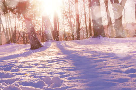 Winter snow magic forest background. Cozy winter nature scene with snow and sun flare, sunlight, daylight, outdoors. Abstract blurred wood background. Copy space, Selective focus, tonedの写真素材