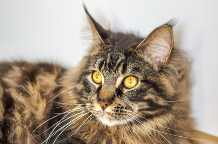 The face of tabby Maine Coonの写真素材