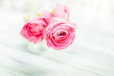 Small bunch of pink ranunculus flowers from above. Horizontal studio shot. Background space for...