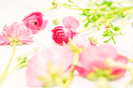 The Ranunculus pastel pink flowers. Horizontal studio shot. Background space for text. Natural vintage border mock up, Top viewの写真素材