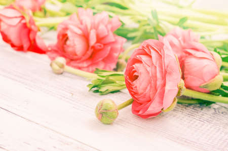 The soft pink colored Ranunculus fresh flowers from above. Horizontal studio shot.の写真素材