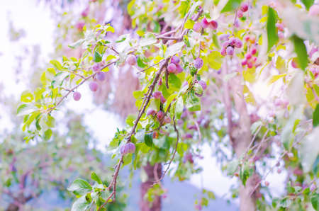 From below view of ripe plums on green tree in bright sunlight.の写真素材