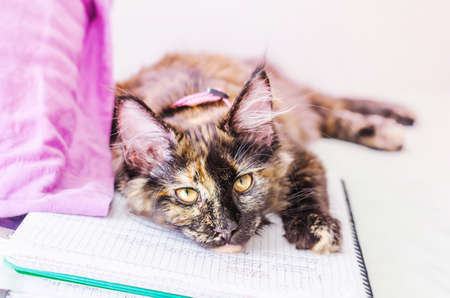 Portrait of colorful adorable cat lying on notebook and relaxing while looking at camera.の写真素材