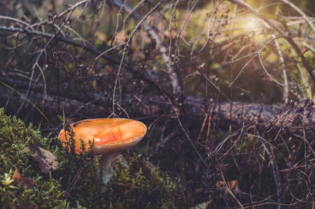 Close-up shot of mushroom growing in forest among twigs and grass.の写真素材
