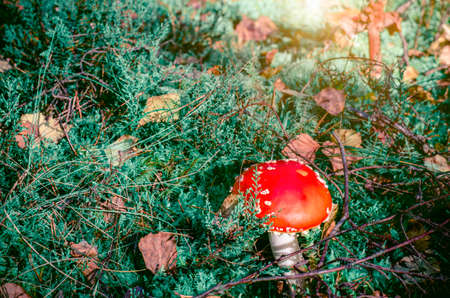 Colorful toadstool growing in autumnal forest under needles of pine tree.の写真素材