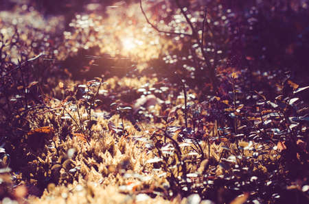 Background of sunlight shining in branches and foliage of forest plants.の写真素材