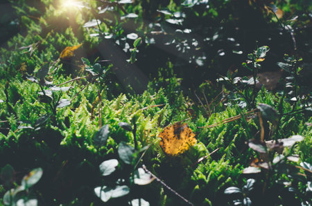 Sun rays shining above grass and autumnal foliage in woods.の写真素材
