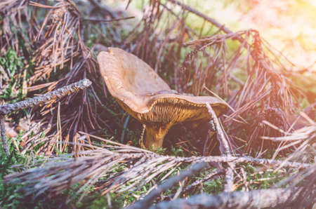 Close-up shot of mushroom growing in forest among twigs and grass.の写真素材