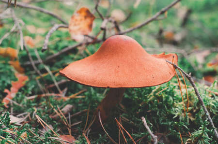 Close-up shot of mushroom growing in forest among twigs and grass.の写真素材