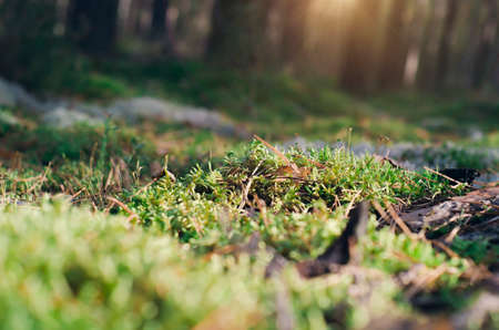 Close-up of grass and pine needles on ground with blurry background of trees in woods.の写真素材