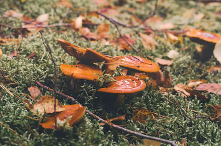 Mushrooms wet after rain growing among foliage and grass in woods.の写真素材