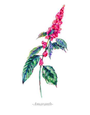 Watercolor summer medicinal flowers, Amaranth plantの写真素材