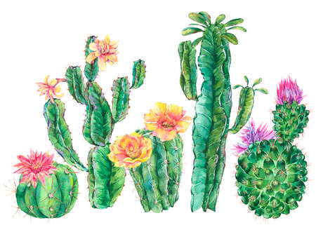 Exotic natural vintage watercolor blooming cactus greeting cardの写真素材