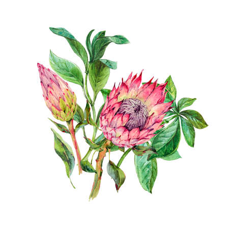 Tropical watercolor greeting card of protea flowers. Exotic pink bouquet, twigs and leaves. Botanical bright classic collection isolated on white backgroundの写真素材