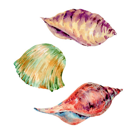 Set of watercolor vintage sea shells. Natural isolated collection, underwater summer illustration....