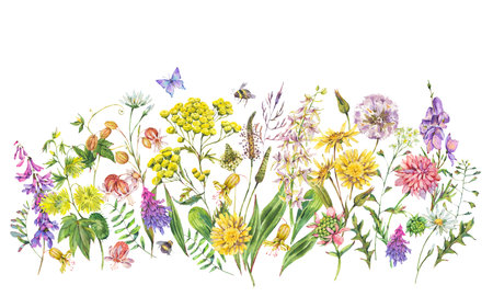 Watercolor summer meadow flowers, wildflowers greeting card. Botanical floral mockup on white background, natural objects. Medicinal flowers collectionの写真素材