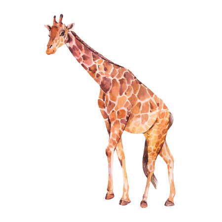 Giraffe watercolor illustration isolated on white background. Jungle animals.の写真素材